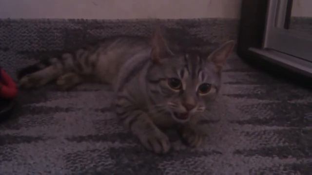 Мышка у нас и за кошку, и за собаку