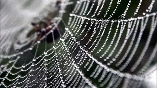 Muhammad AbdulAziz Sura El Enkebut