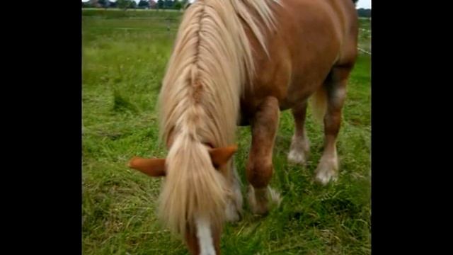 zur Erinnerung an Otto смотреть онлайн