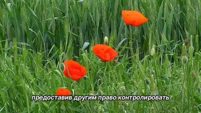 "Свобода". 25 сентября. День за днем в Ал-анон. Ежедневник для созависимых. смотреть онлайн