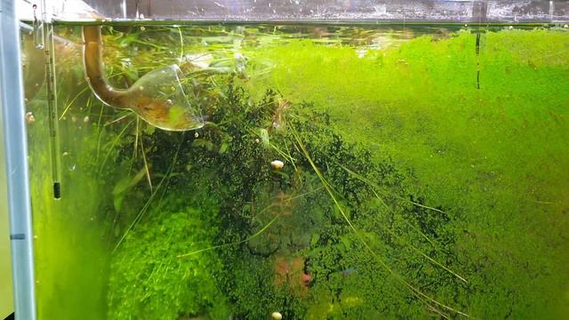 Протококкус (Green Dust Algae) 23 день смотреть онлайн