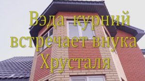 Вэда курний встречает внука, Хрусталя  2 часть