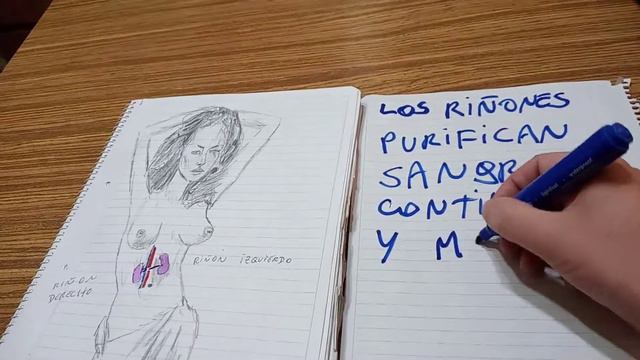 RIÑONES SUMINISTRO SANGUÍNEO ( LEY 24,747 COMUNICACIÓN NEUROTACTIL)