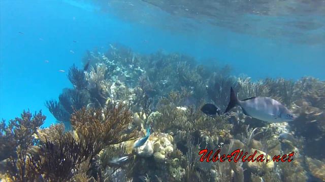 Bermuda Snorkeling http://ubervida.net Whole Day Dreaming 3 смотреть онлайн