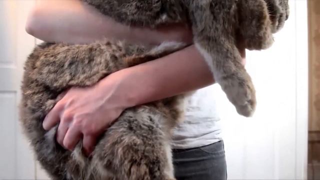 Дуйнодо эн чон жаныбарлар факт