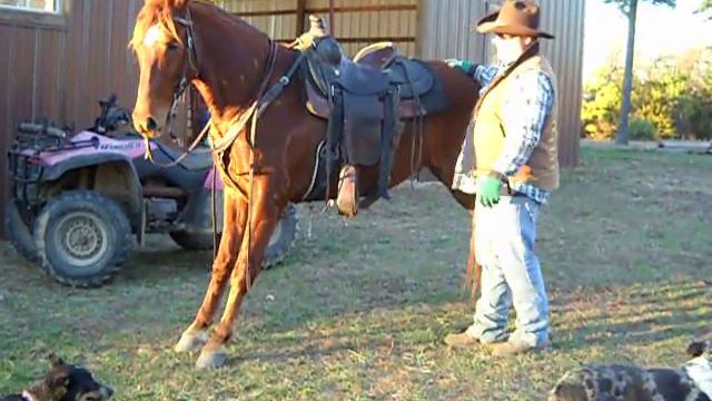 DD Gaited Farms - Hunter MFT Gelding