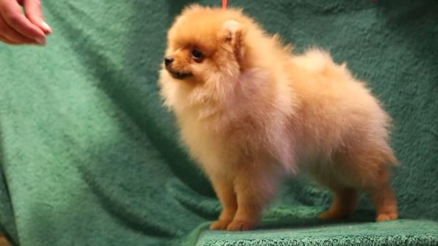 МАГИЯ БОМАРШЕ ЖОШУА 3 мес (начинаем пырзеть)-1