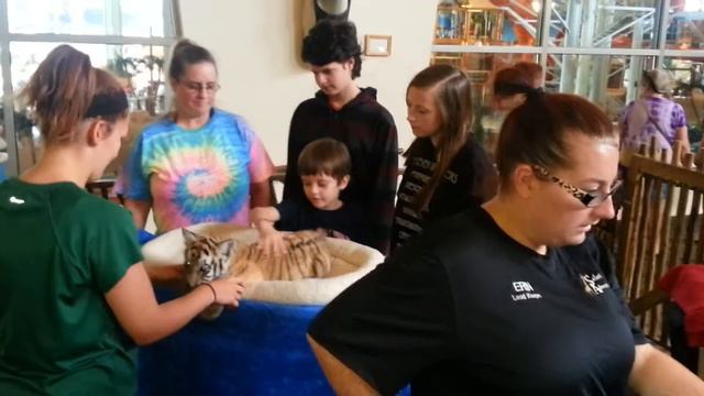 Petting A Bengal Tiger At Kalihari Resort