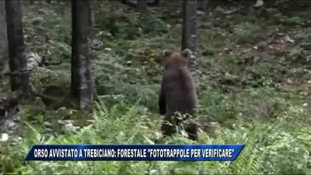 25/08/2016 - ORSO AVVISTATO A TREBICIANO: FORESTALE FOTOTRAPPOLE PER VERIFICARE смотреть онлайн
