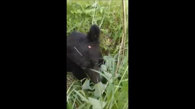 МЕДВЕДИ ДОМАШНИЕ / ПРОГУЛКИ В ДИКОЙ ПРИРОДЕ С ЧЕЛОВЕКОМ