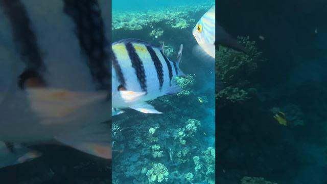 Подводный мир красного моря. Египет. смотреть онлайн