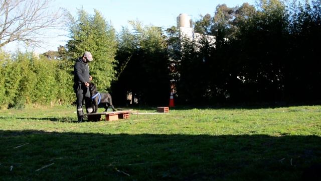 Cane corso🔥🔥🔥4 /5 Months Corso Del Sur ´(Fausto cane del valle CH.AR y Shine Rothom Jy Dream)🔥🔥🔥 смотреть онлайн