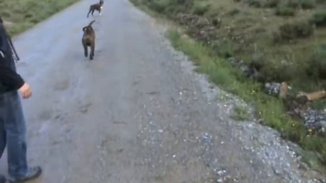 PASEANDO CON WENDY,HARA Y CLAUDIO смотреть онлайн