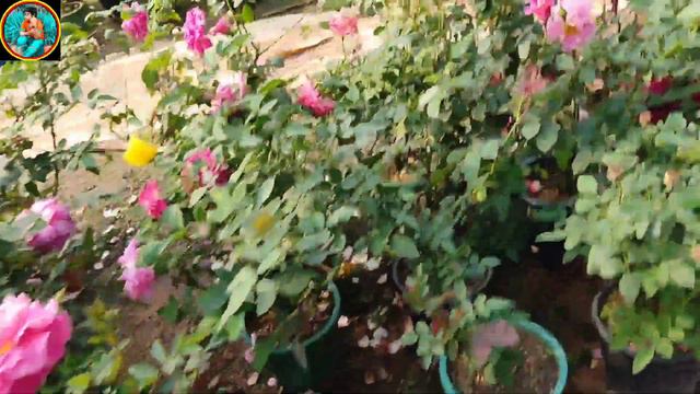 Durgapur Er Sob Thake Boro Rose Plants Nursery L Rose Plants L Rose Trees #durgapur #rose #2023