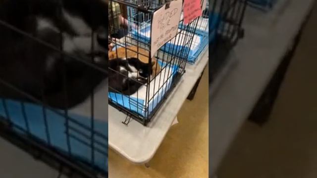 TheProcessIsNecessary Is Live! Come Purchase Our First Pets With Us