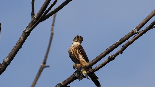 Merlin with prey смотреть онлайн