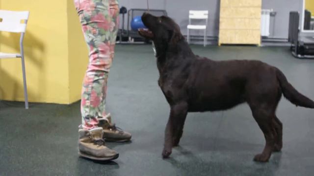 ФАРВИСТ ГОЛД ФИОРЕ ДЖЕНТИЛЕ смотреть онлайн