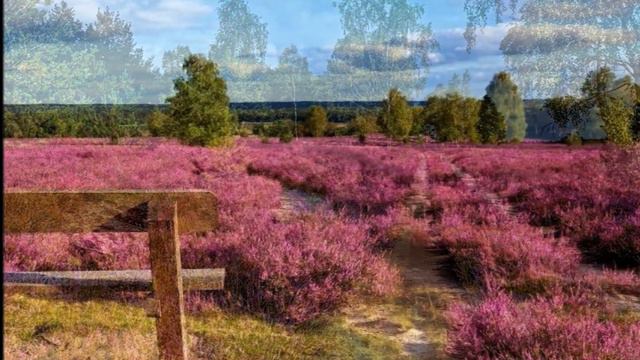 DER MONTANARA CHOR & WALTER SCHOLZ ~ Auf der Heide blüh'n die letzten Rosen ~ Ltg. HARRY PLEVA смотреть онлайн