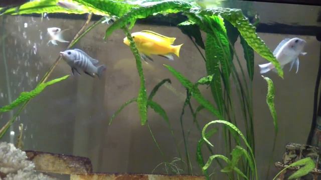 African Cichlids (Family Cichlidae) Aquarium смотреть онлайн
