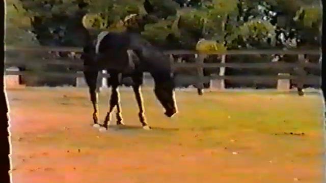 Talika Sirdahn Halima