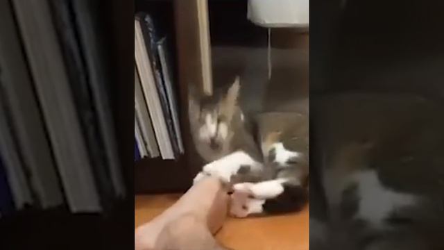 ЗАБАВНЫЕ КОШКИ смотреть онлайн