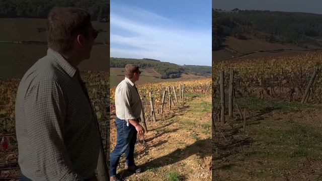 Weekend walk on the hill of Corton, Charlemagne with William Kelley смотреть онлайн