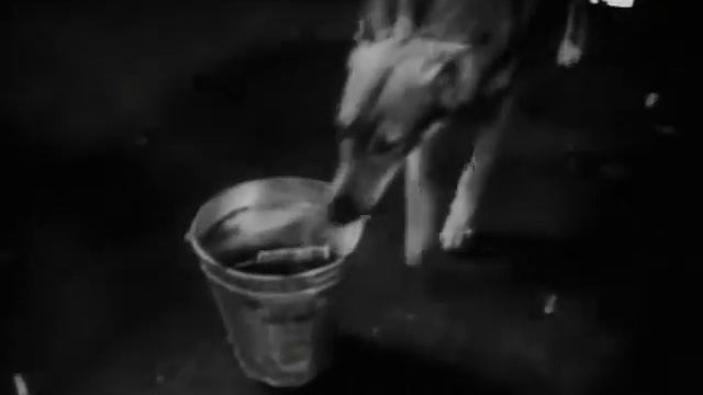 Adolf Dymsza Co z tobą, Florek смотреть онлайн