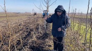 Двухлетние саженцы груши Книп-Баум.