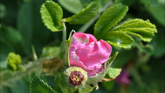 Александр ЖДАНОВ.  Я сорвал лишь три лепестка