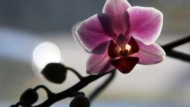 Robert Farnon Orchestra - Orchids in the moonlight смотреть онлайн