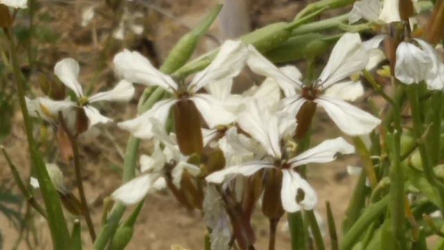 Flor De Semente De Rúcula