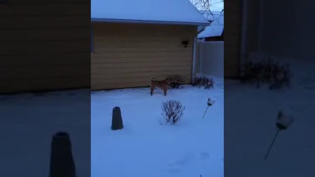 BIg Mac Eating Snow!