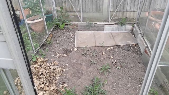 Its Not You [Gardening Allotment UK] [Grow Vegetables At Home ]