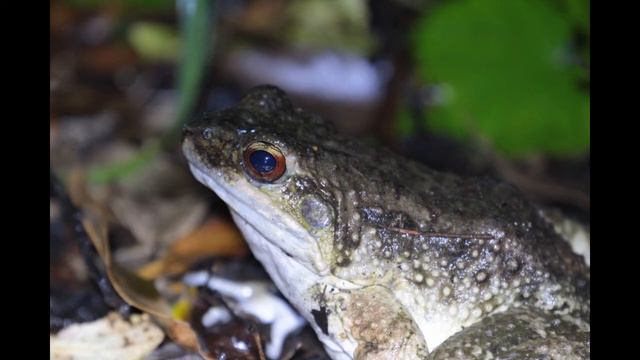 #4 オットンガエル静止画集　Otton frog смотреть онлайн