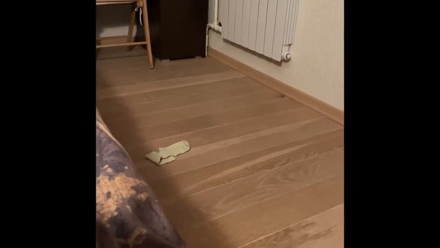 Щенок корги учится опять. Little Corgi puppy learns to bark смотреть онлайн