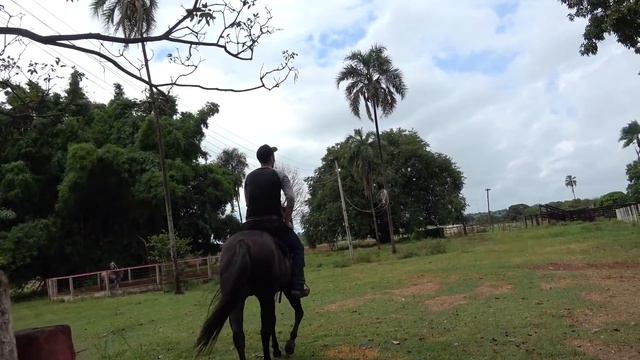 【オレの牧場#1】闘莉王がブラジルで愛馬初公開！ドヤ顔で達人技炸裂 смотреть онлайн