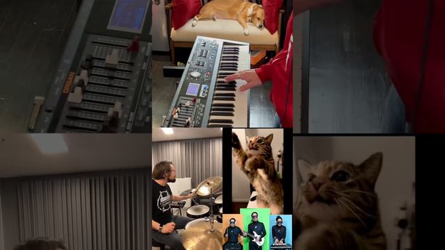 #duet With @Harry Andre Hansen — Morning Cat Song!