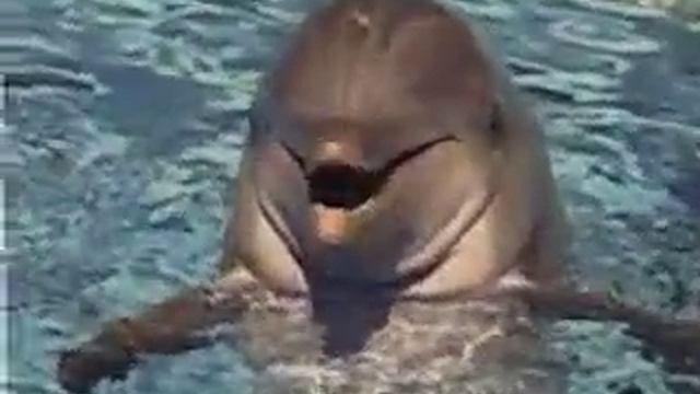 Ethan's Desk, Vol. 2 - "Dolphins" смотреть онлайн