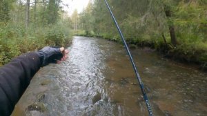 Ловля дикой форели и хариуса  на лесных реках Ленинградской области