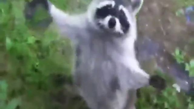 MadLipz Legjobbjai:  Come At Me Bro Raccoon. #3