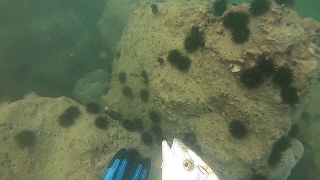 Spearfishing With Eagle Rays Part 2 | Spearfishing Episode 06