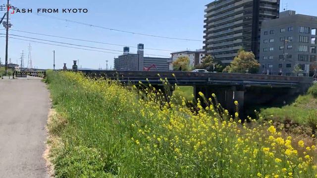 Japan Kyoto Field Mustard 4 Recommended Spots смотреть онлайн