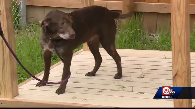 Van Horn Students Build Pergolas For Senior Dogs At Shep's Place