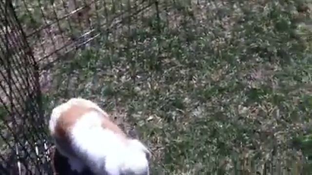Dexter Having Fun