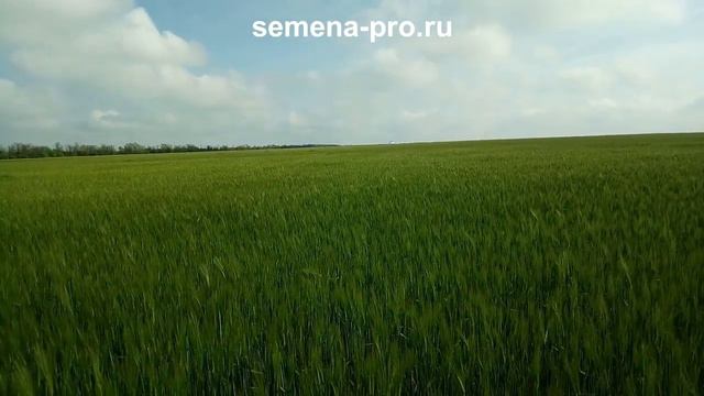 Поля в Красногвардейском районе на 12 мая смотреть онлайн