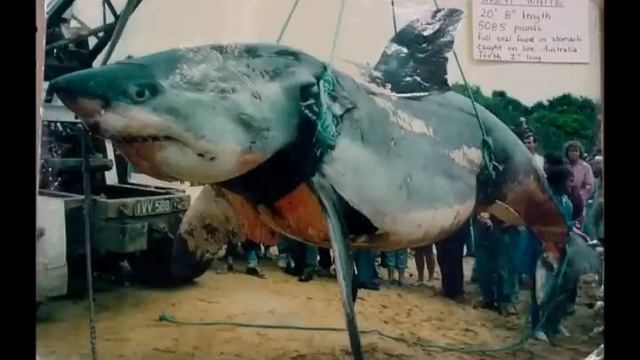 Monster Great White Shark - Largest Great White Shark Ever Caught By Vic Hislop