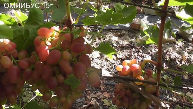 Матадор, Слава Шахтерам, Пинский, Омнибус-15, Щегол, Ромино,Евдоким, Богема. смотреть онлайн