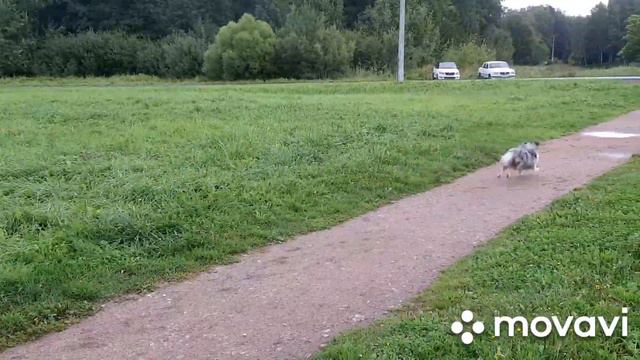 Тренировка по Dogpuller 6.09.2020. Марсель и Симба смотреть онлайн