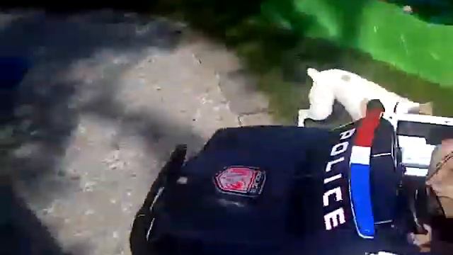 spicy hates cops смотреть онлайн