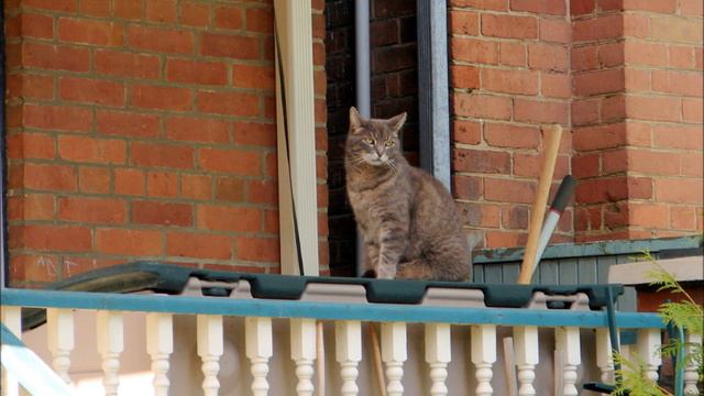 Cats Alley Cat By Bent Fabric